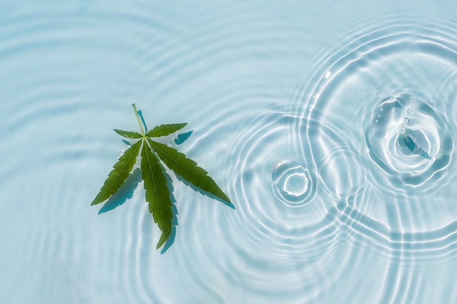 Cannabis leaf in the water among soothing water droplet ripple effects